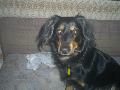 Ginus