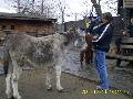 Az llatsimogatban