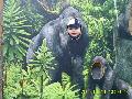 Gorilla lettem